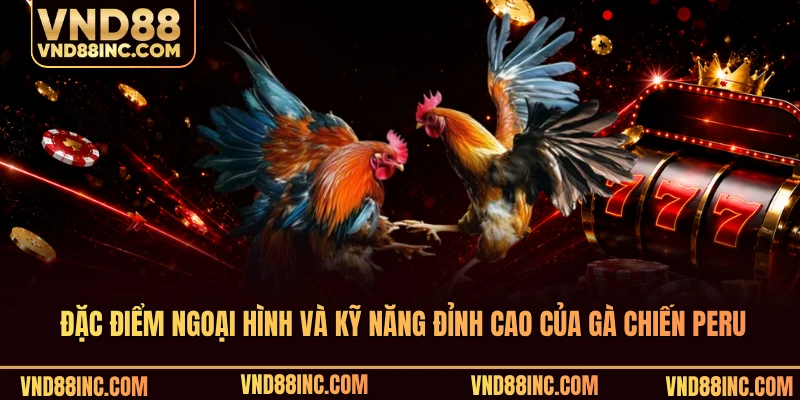 Đặc điểm ngoại hình và kỹ năng đỉnh cao của gà chiến Peru