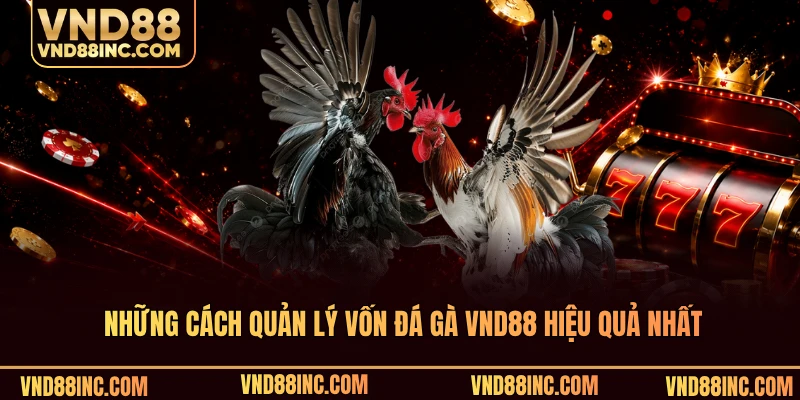 Những cách quản lý vốn đá gà VND88 hiệu quả nhất