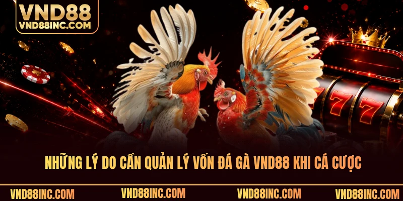 Những lý do cần quản lý vốn đá gà VND88 khi cá cược