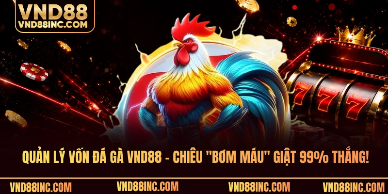 Quản Lý Vốn Đá Gà VND88 - Chiêu "Bơm Máu" Giật 99% Thắng!